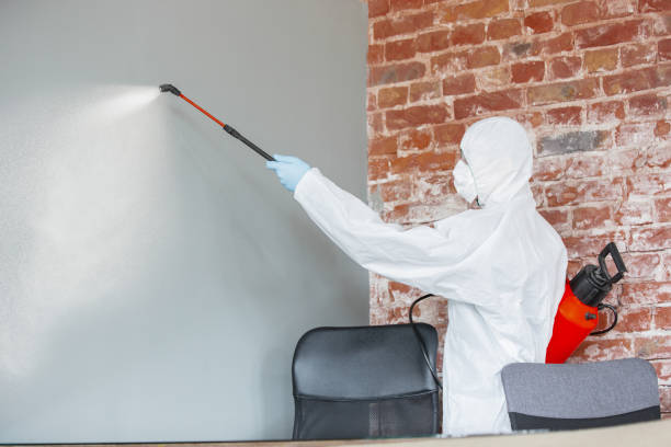 Best Basement Mold Removal  in Washburn, IL