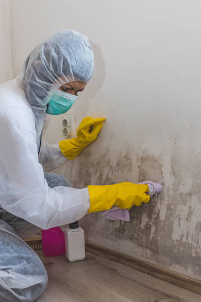 Best Mold Removal for HVAC Installations  in Washburn, IL