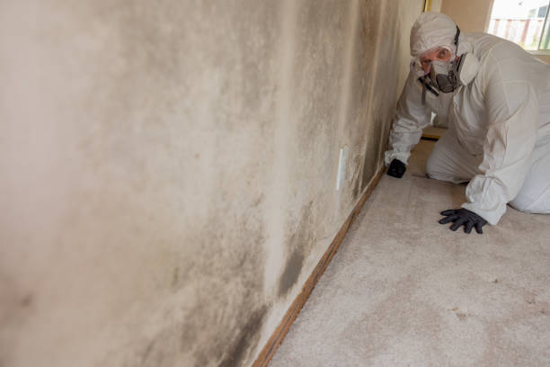 Best Water Damage & Mold Remediation  in Washburn, IL